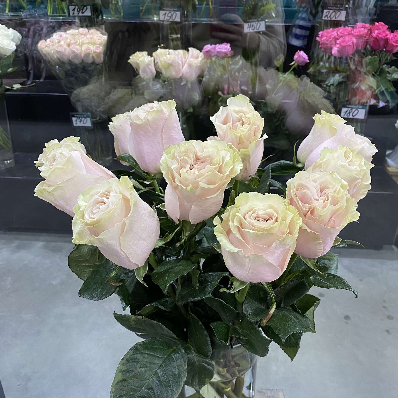 Роза Эквадор светло-розовая 50см