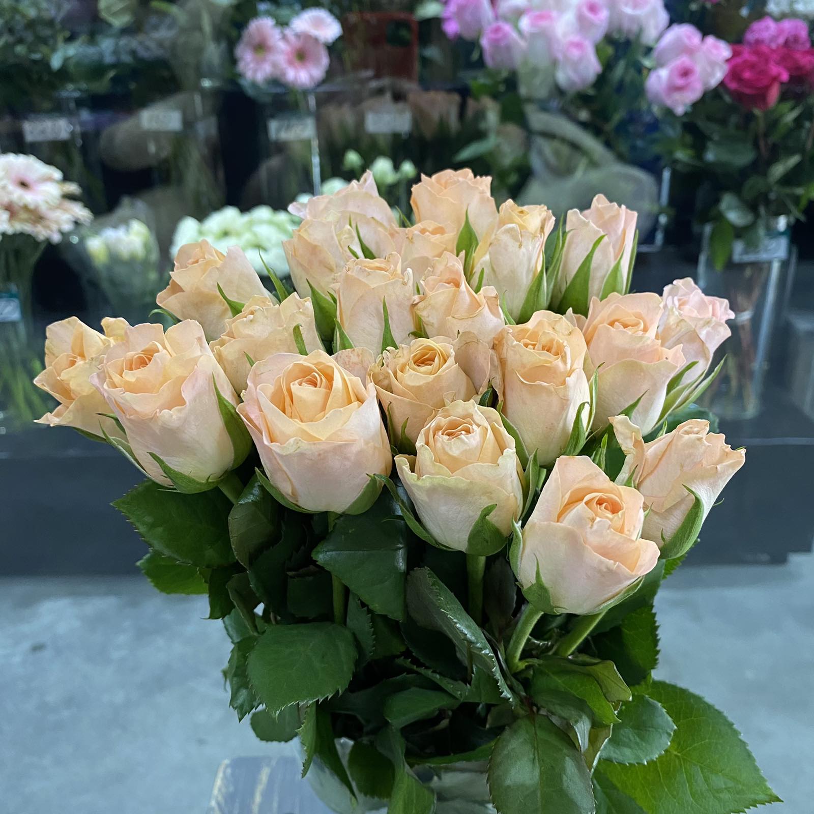 Роза Кения кремовая 35-40 см