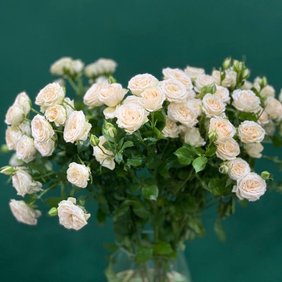 Роза кустовая кремовая Джозефин