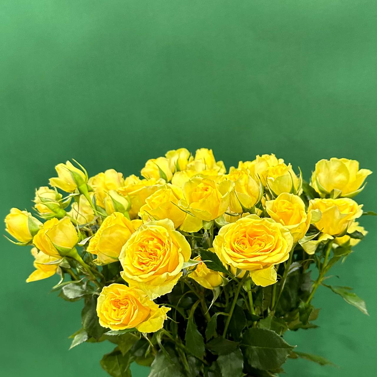 Роза кустовая желтая Тесса