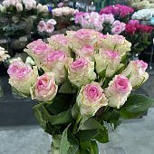 Роза Кения нежно-розовая 35-40 см